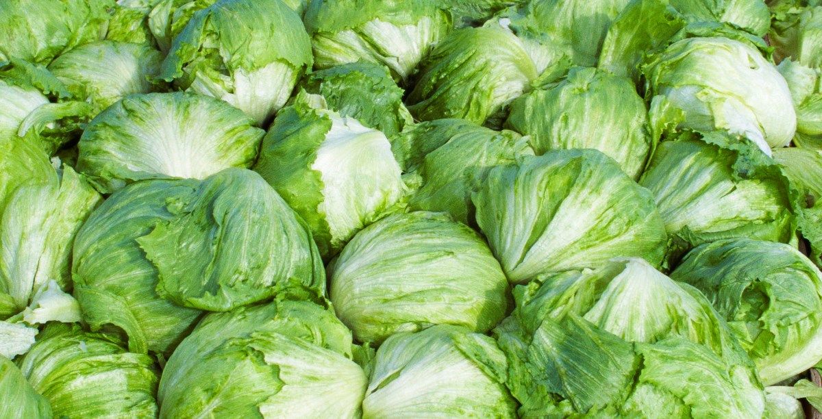 Taylor Farms Recalls Lettuce Amid Parasite Outbreak